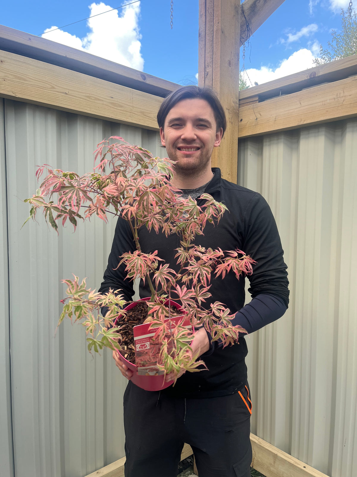 Acer palmatum &#39;Shirazz&#39; 3L