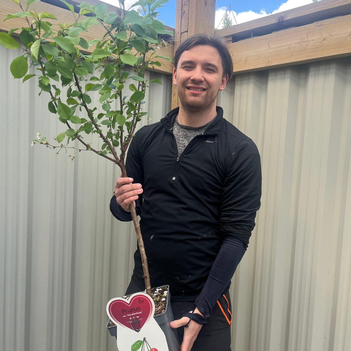Dwarf Patio Cherry Tree &#39;Morellenfeuer&#39;
