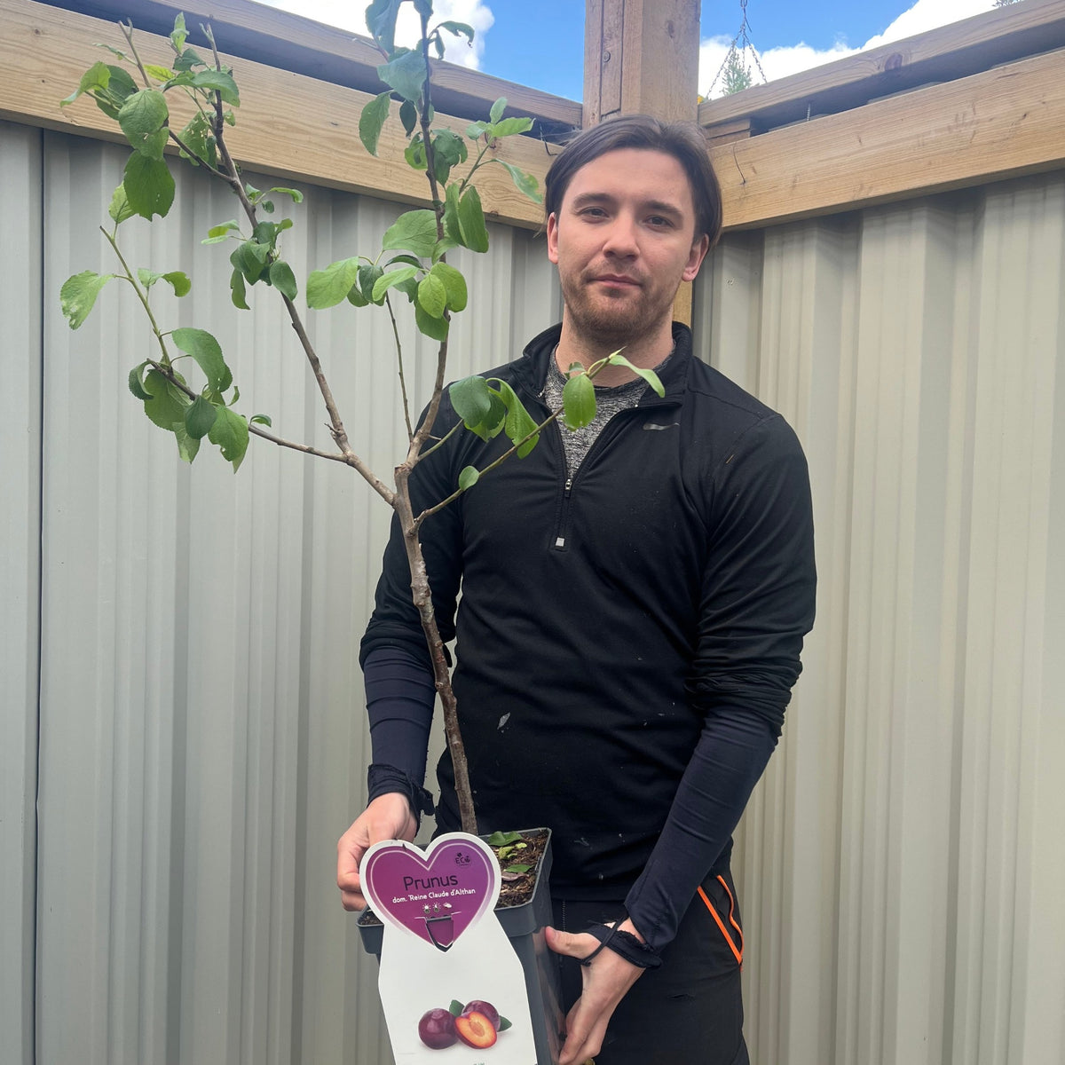 A person in a black long-sleeve shirt holds a Dwarf/Patio Plum - Prunus domestica &#39;Reine Claude d&#39;Althan&#39; 4L, with a tag showing plums and &quot;Prunus&quot; as they stand before a corrugated metal fence and wooden frame.