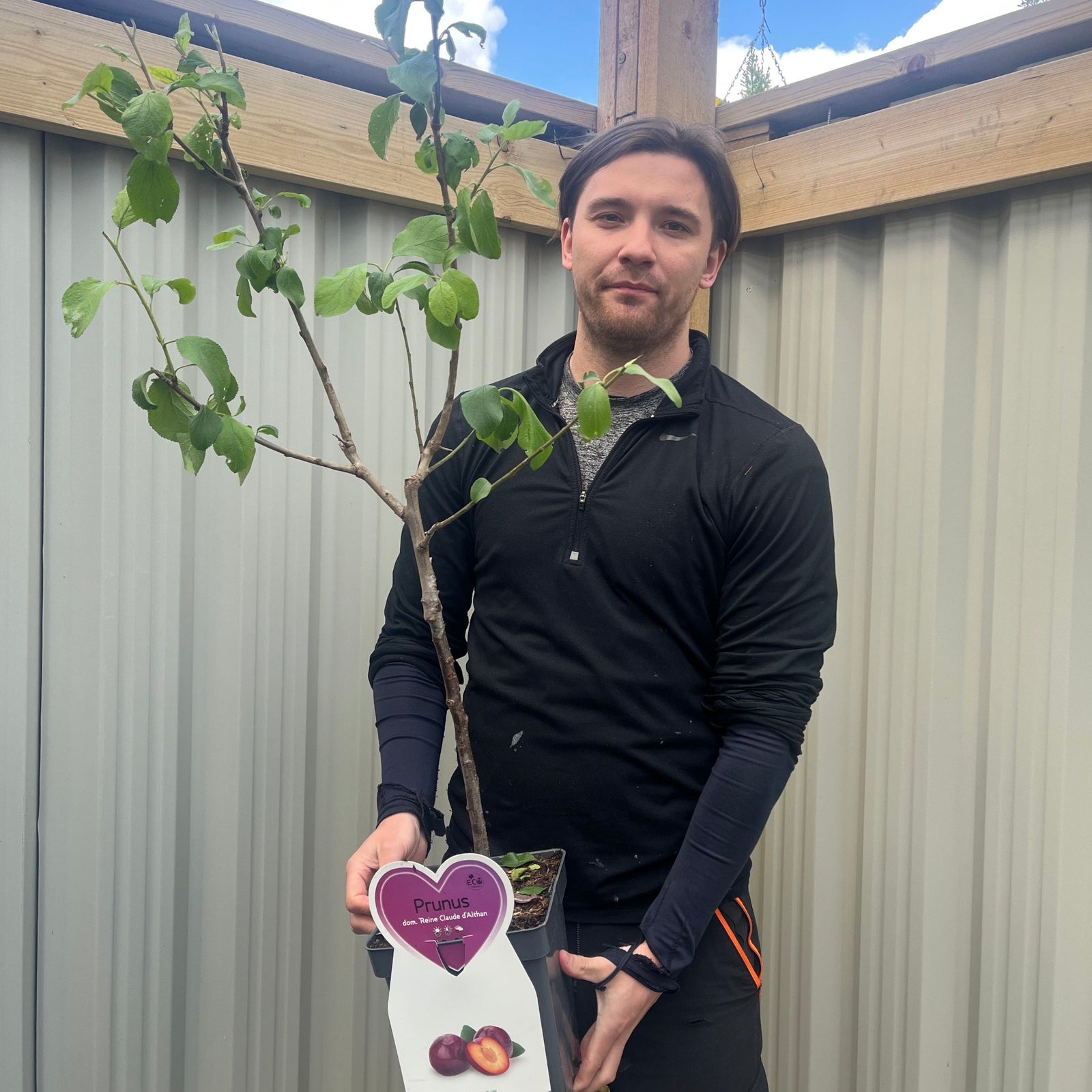 A person in a black long-sleeve shirt holds a Dwarf/Patio Plum - Prunus domestica 'Reine Claude d'Althan' 4L, with a tag showing plums and "Prunus" as they stand before a corrugated metal fence and wooden frame.