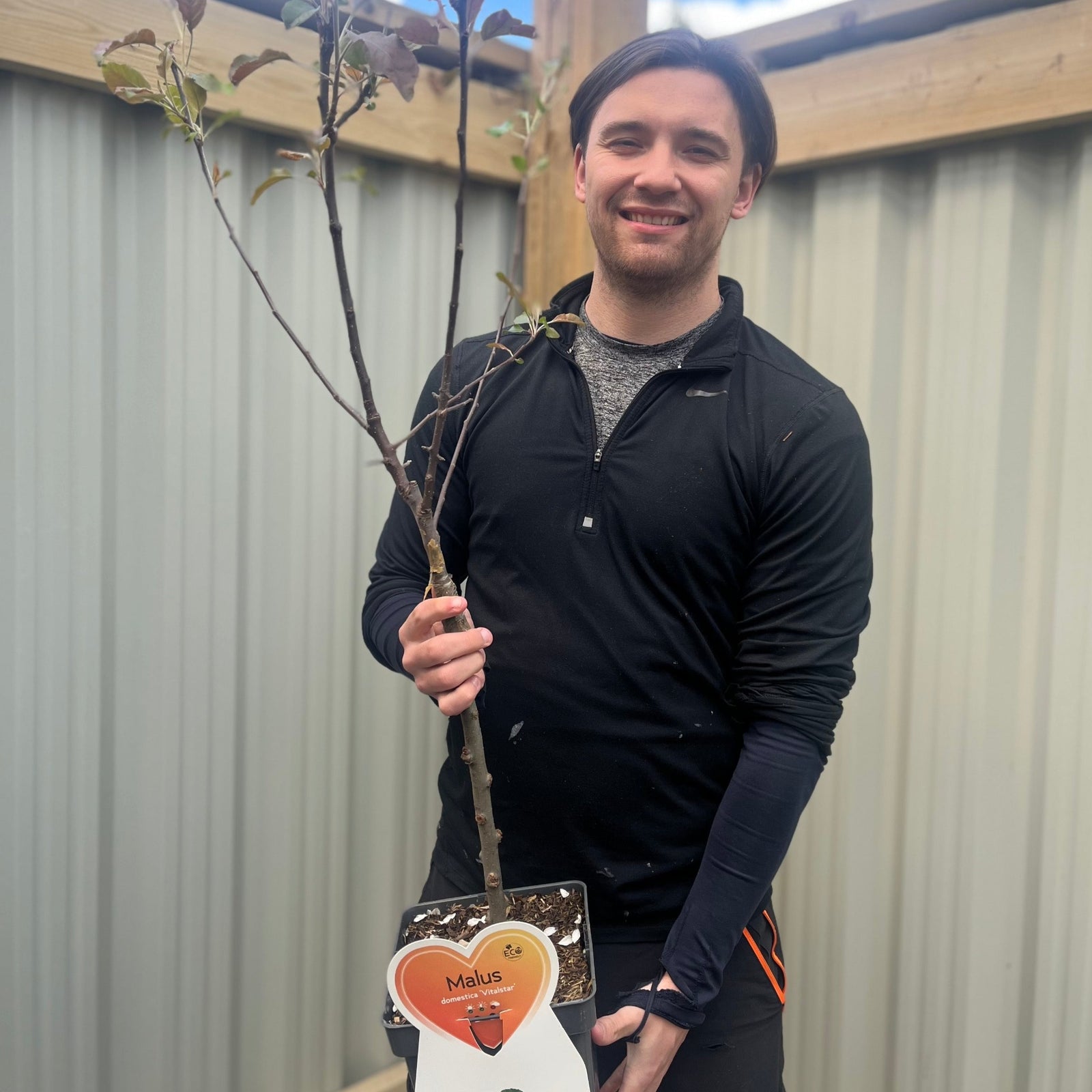 Dwarf/Patio Apple Tree - Malus domestica 'Vitalstar' 4L