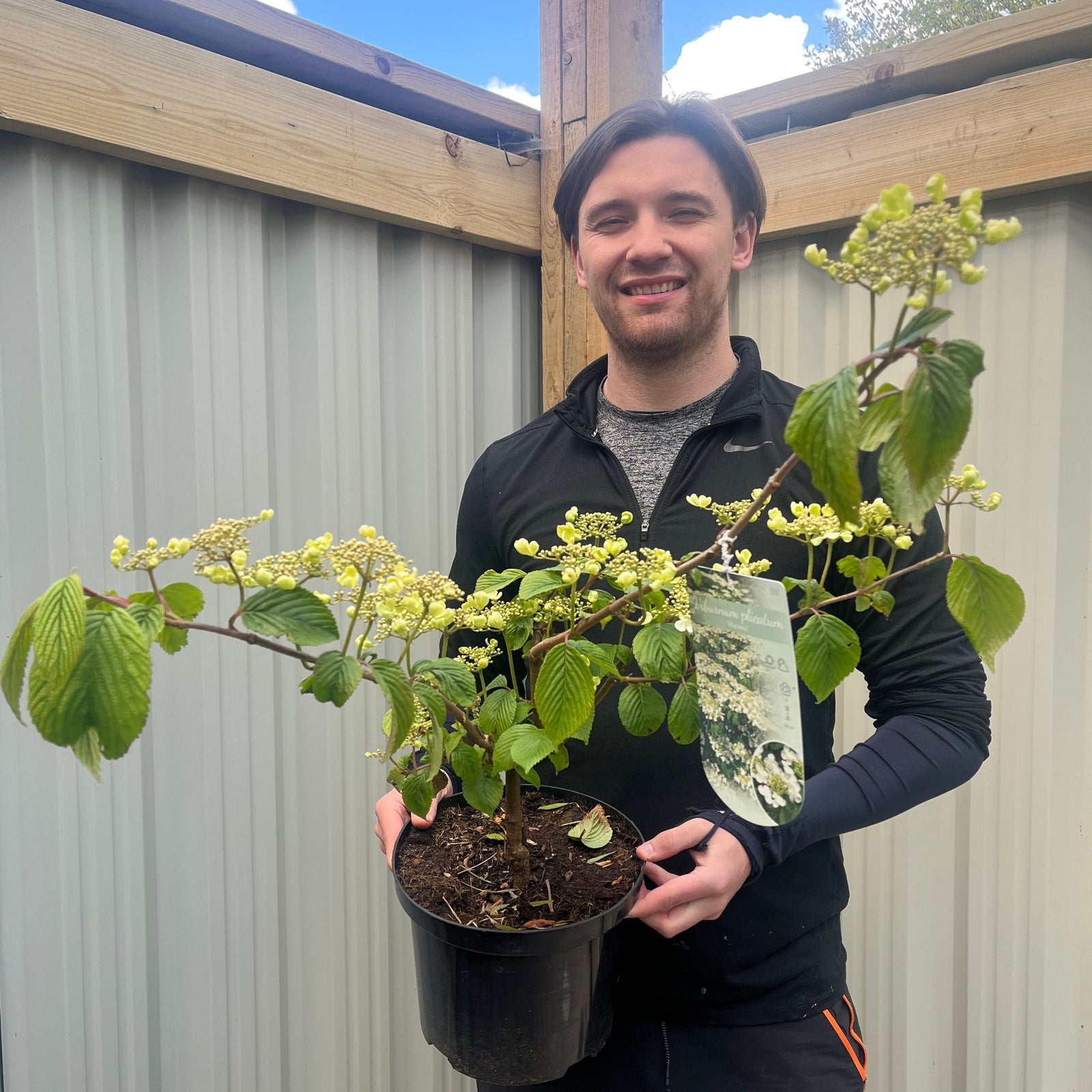 A smiling person with dark hair, in a black long-sleeve shirt, holds a Viburnum plicatum 'Mariesii' 5L with green leaves and lacecap flowers, standing outdoors by a corrugated metal fence and wooden structure.