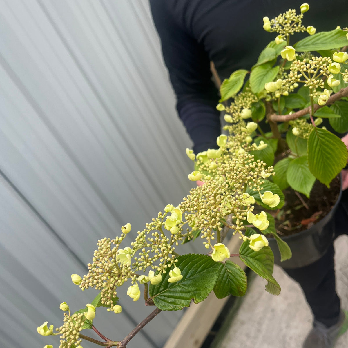 A person in dark clothing holds a Viburnum plicatum &#39;Mariesii&#39; 5L, a hardy shrub with greenish-yellow lacecap flowers and textured green leaves, standing outside near a metal wall.