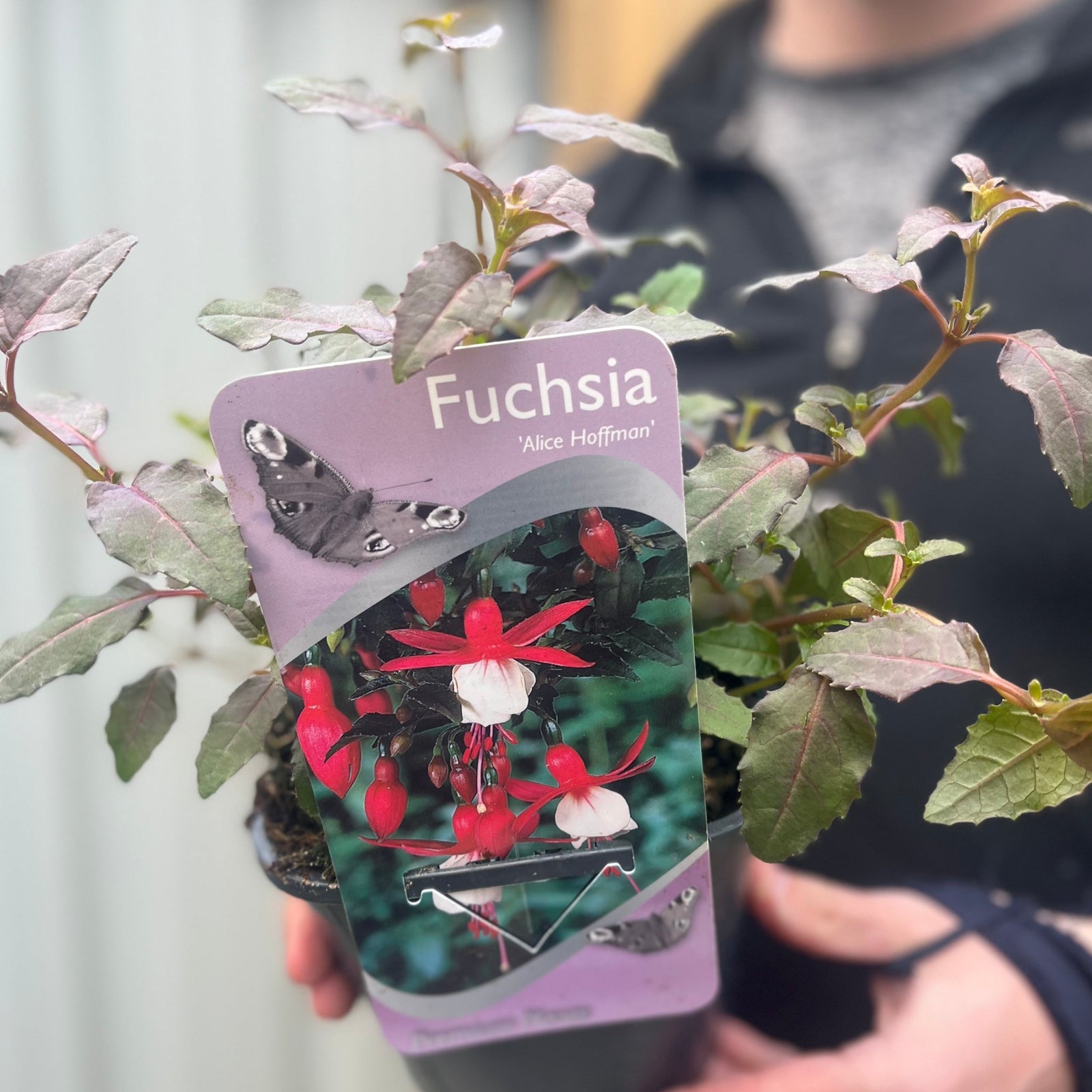 A person holds a Hardy Fuchsia 'Alice Hoffman' 9cm / 2L perennial, with a label showing its pink and white pendulous flowers and a moth image.