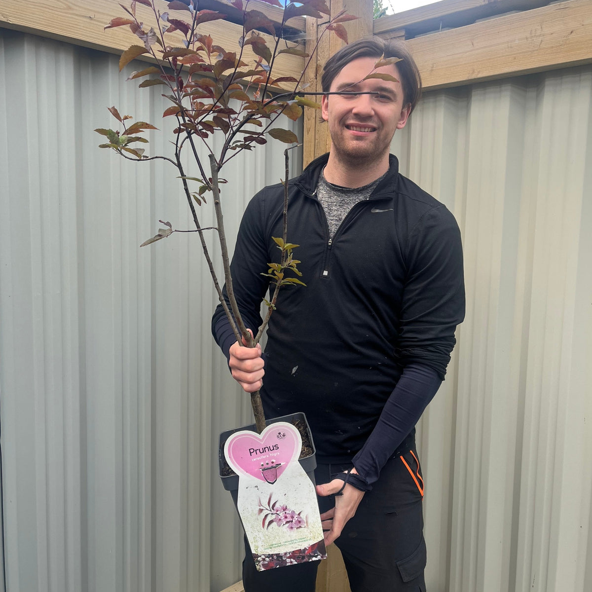 A smiling person in a black long-sleeve shirt stands outside, holding a potted Ornamental Flowering Cherry Blossom Tree Dwarf (Prunus cerasifera ‘Nigra’, 80-100cm) with dark leaves. A metal fence and wooden beams are in the background.