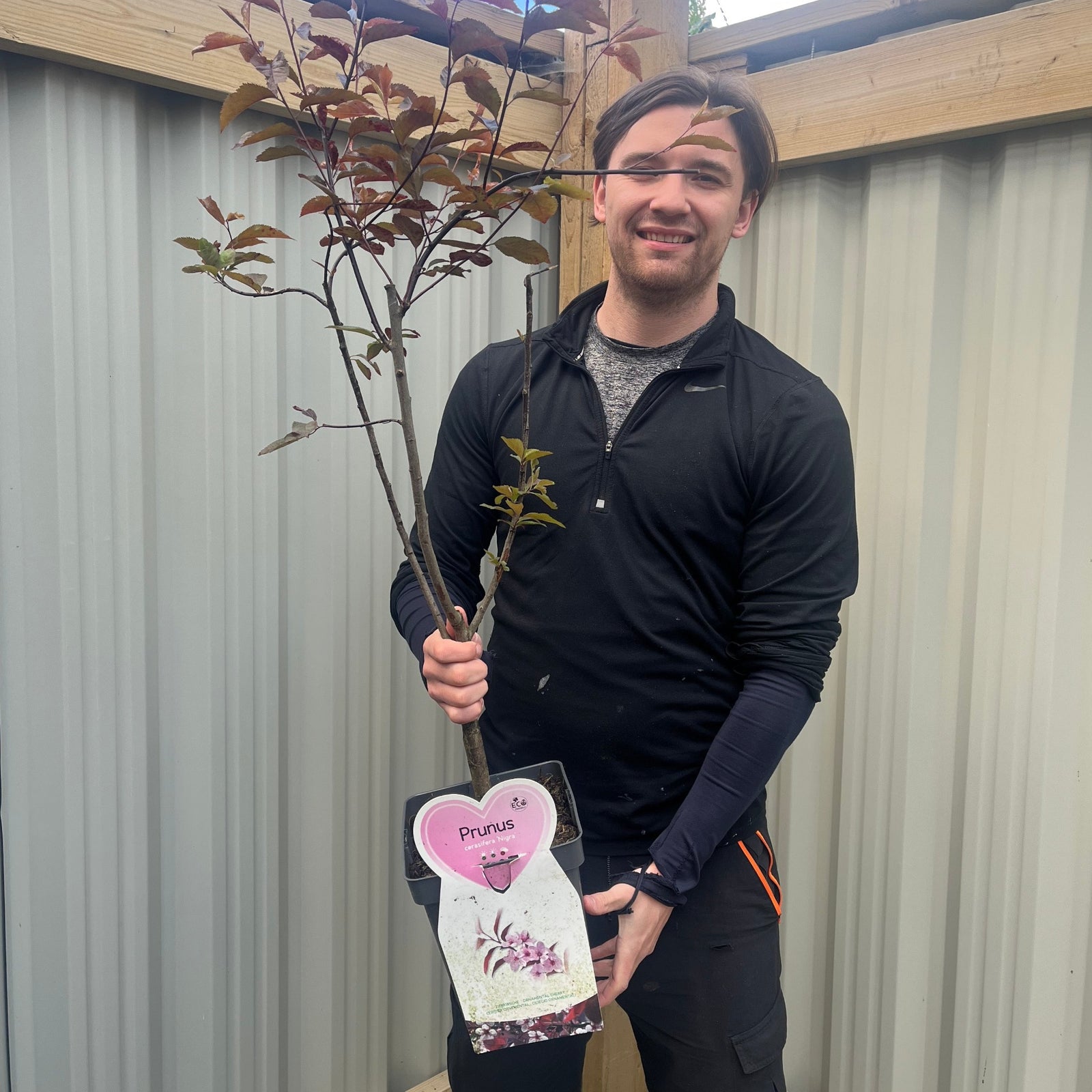 A smiling person in a black long-sleeve shirt stands outside, holding a potted Ornamental Flowering Cherry Blossom Tree Dwarf (Prunus cerasifera ‘Nigra’, 80-100cm) with dark leaves. A metal fence and wooden beams are in the background.