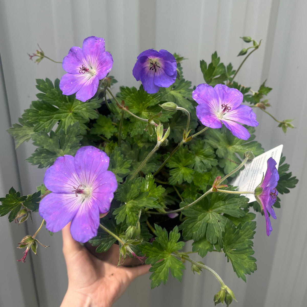 A hand holds a Geranium &#39;Azure Rush&#39; 3L, a perennial with vibrant purple and sky-blue flowers and lush green leaves, set against a light-colored, vertically-ridged background.