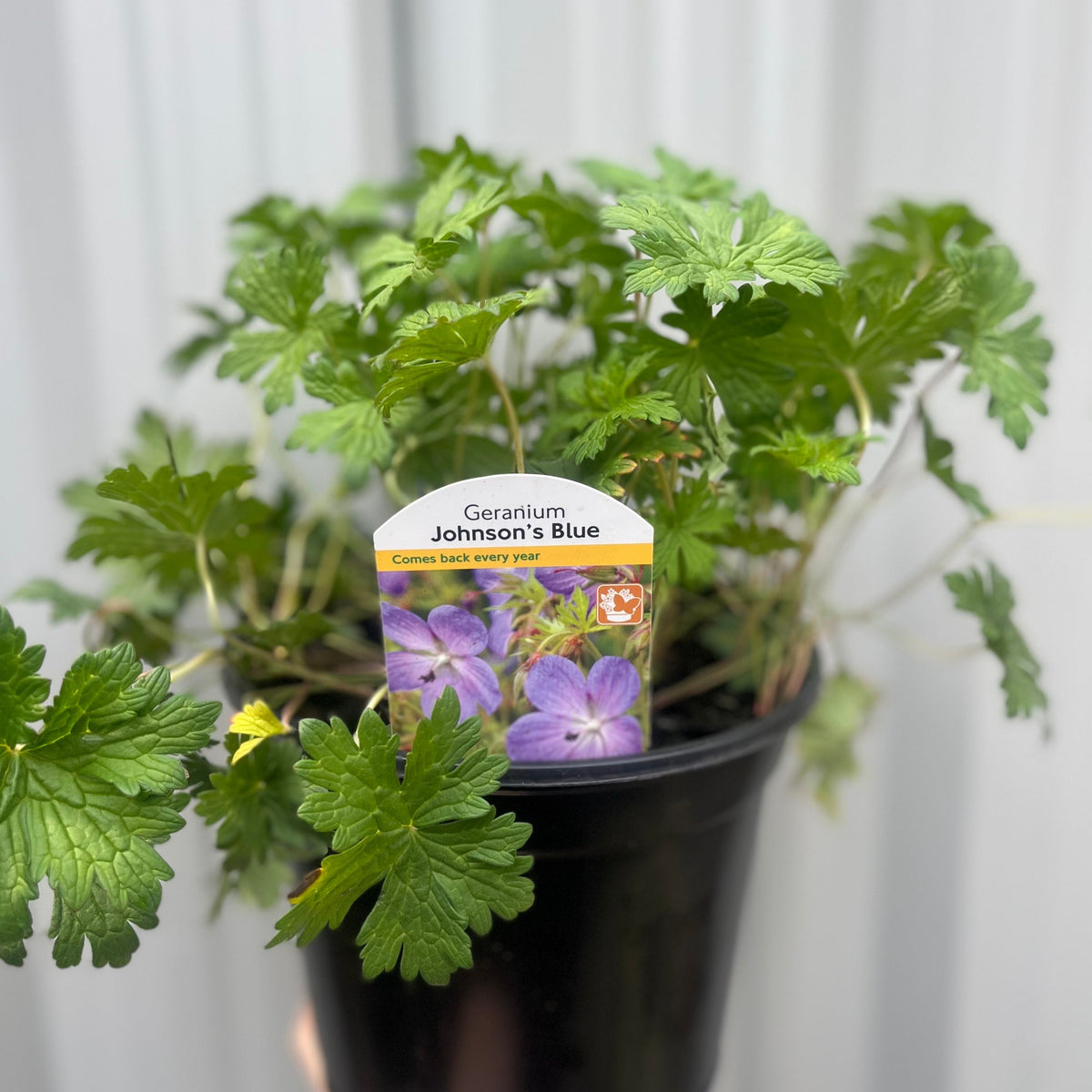 Geranium &#39;Johnson&#39;s Blue&#39; 9cm/2L/3L