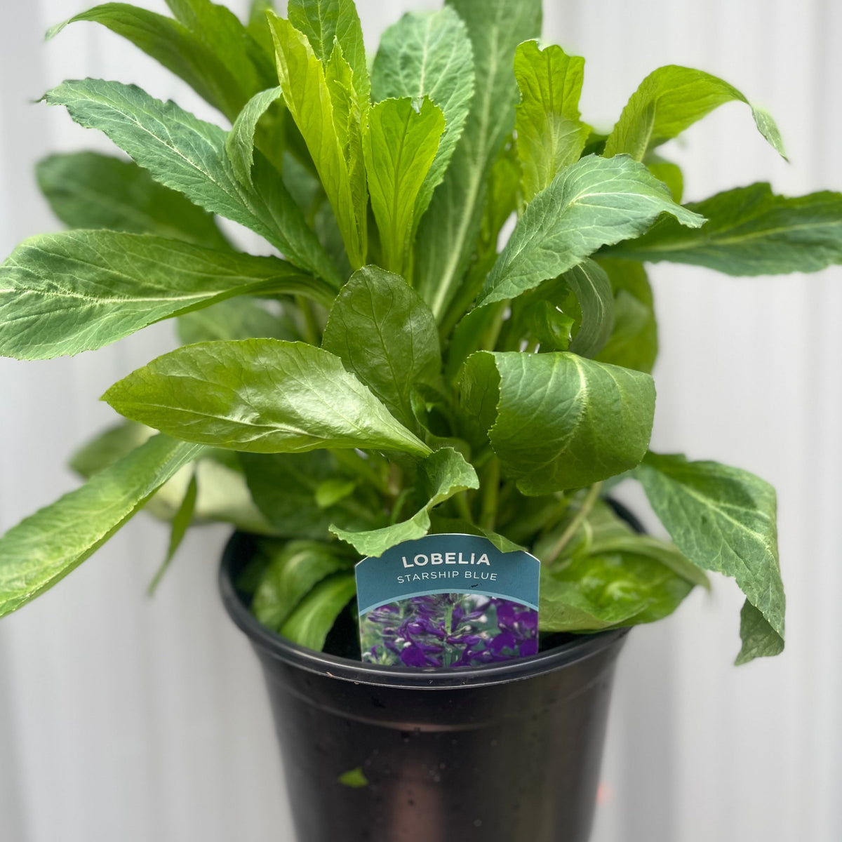 Lobelia &#39;Starship Blue&#39; 9cm / 3L