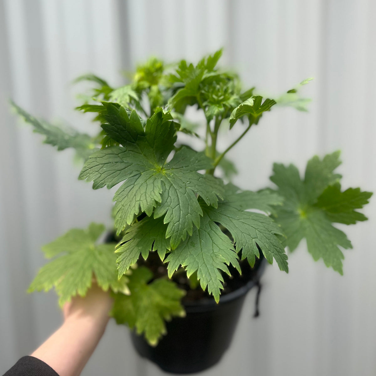 Delphinium &#39;Magic Fountain White&#39; 9cm/1.5L/3L