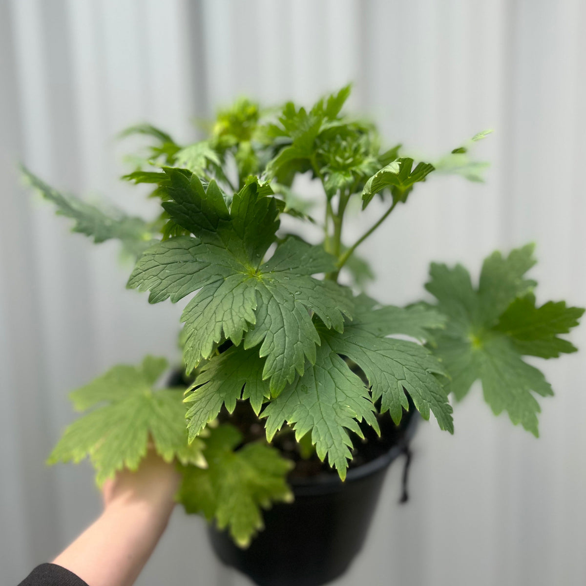 A hand holds a black pot with a healthy Delphinium &#39;Magic Fountain Deep Rose&#39;, a compact perennial with large, deeply lobed leaves—ideal for cottage gardens—set against a softly blurred, light background.