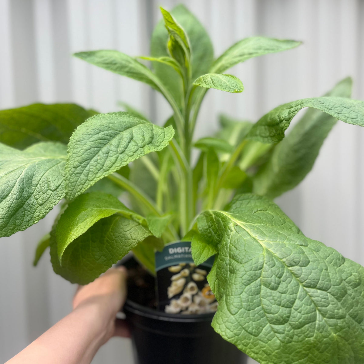 A hand holds a black pot with a healthy Digitalis &#39;Dalmatian Cream&#39; (Foxglove) 1.5/3L, its large, textured green leaves thriving. A plant tag peeks through the foliage, set against a blurred background with vertical white panels.