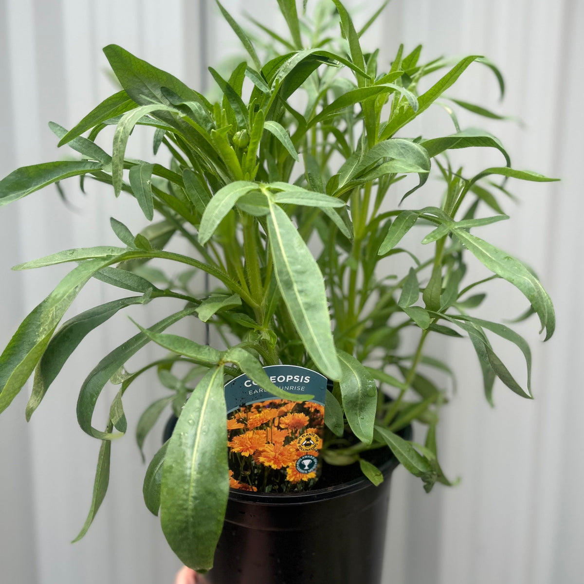 Coreopsis grandiflora &#39;Early Sunrise&#39;