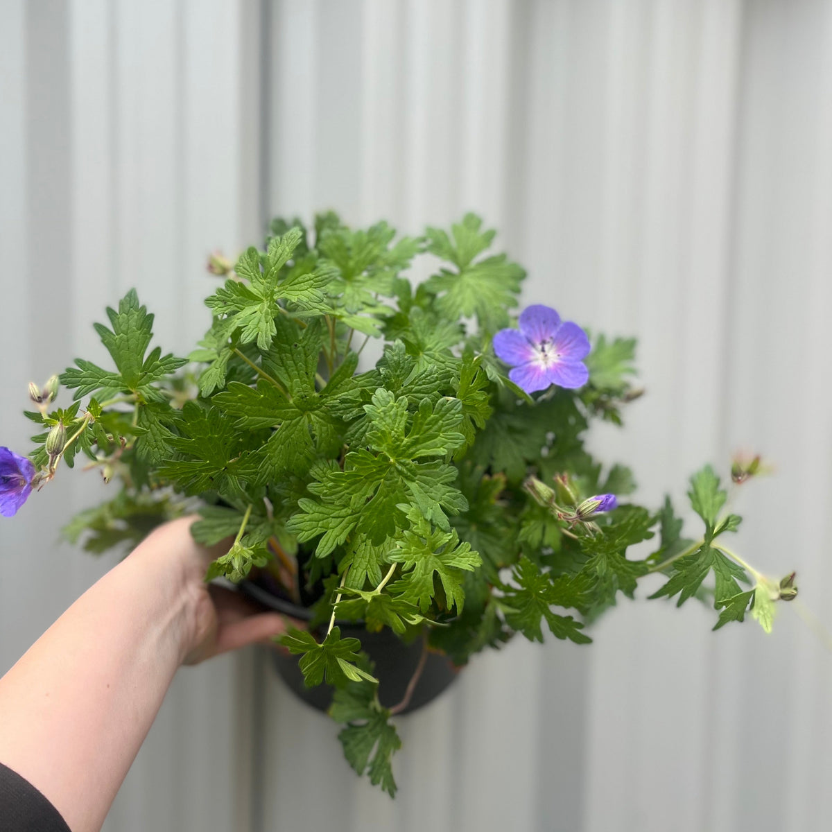 Geranium &#39;Johnson&#39;s Blue&#39; 9cm/2L/3L