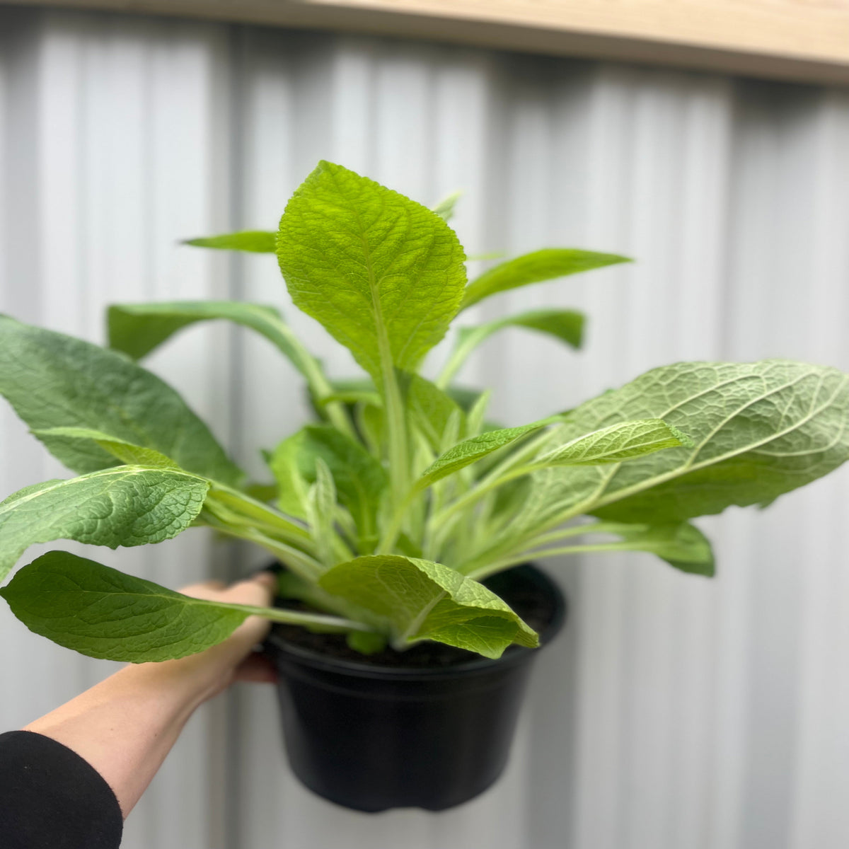 A hand holds a black plastic pot with a vibrant Digitalis purpurea &#39;Dalmation Rose&#39; (9cm/1.5L/3L), known for its lush green leaves. The background is a light gray corrugated surface.