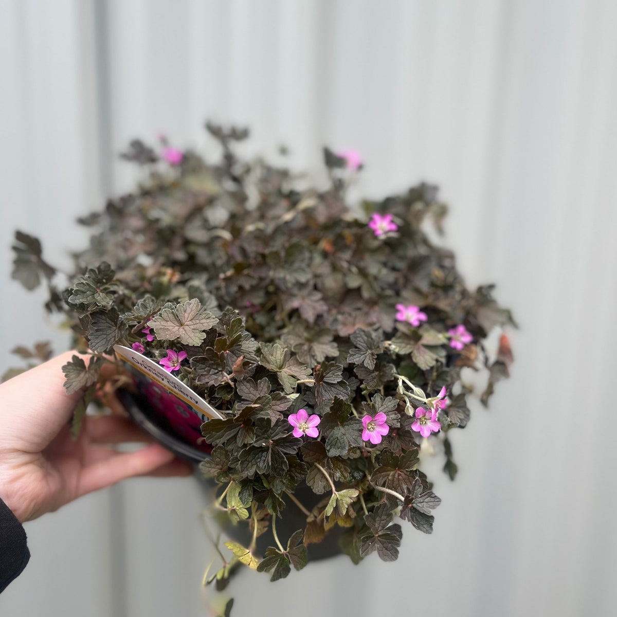 Geranium &#39;Orkney Cherry&#39; 3L