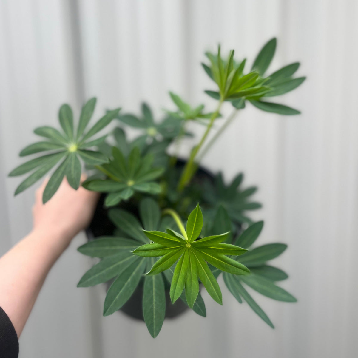A hand holds a Lupin White Shades 3L in a black pot, showcasing its healthy long stems and multiple star-shaped leaves, set against a blurred light gray background.