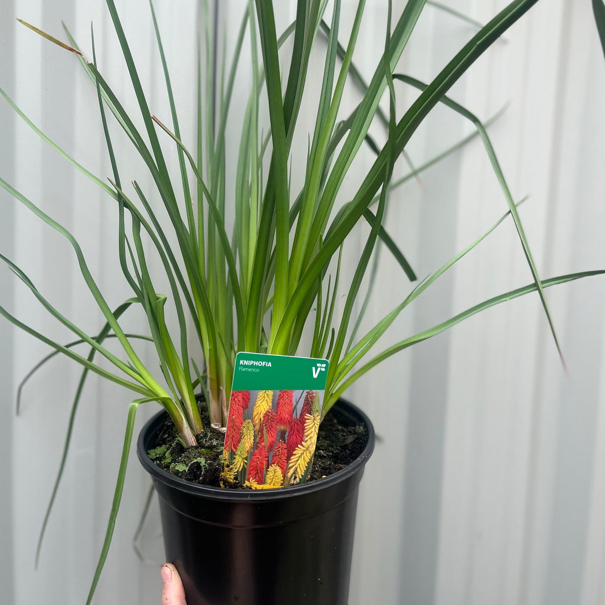 A black pot with Kniphofia uvaria &#39;Flamenco&#39; (Red Hot Poker) 9cm/3L, featuring bold red and yellow blooms and slender green leaves, is shown against a light grey corrugated metal backdrop with a plant label in the soil.