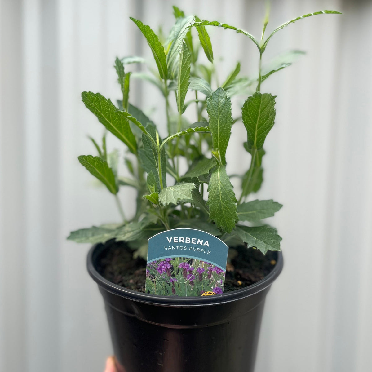 A black plastic pot labeled &quot;Verbena Santos Purple 9cm/1.5L/2L&quot; holds a green perennial plant. The label displays purple verbena flowers and the plant name. The background is softly blurred.