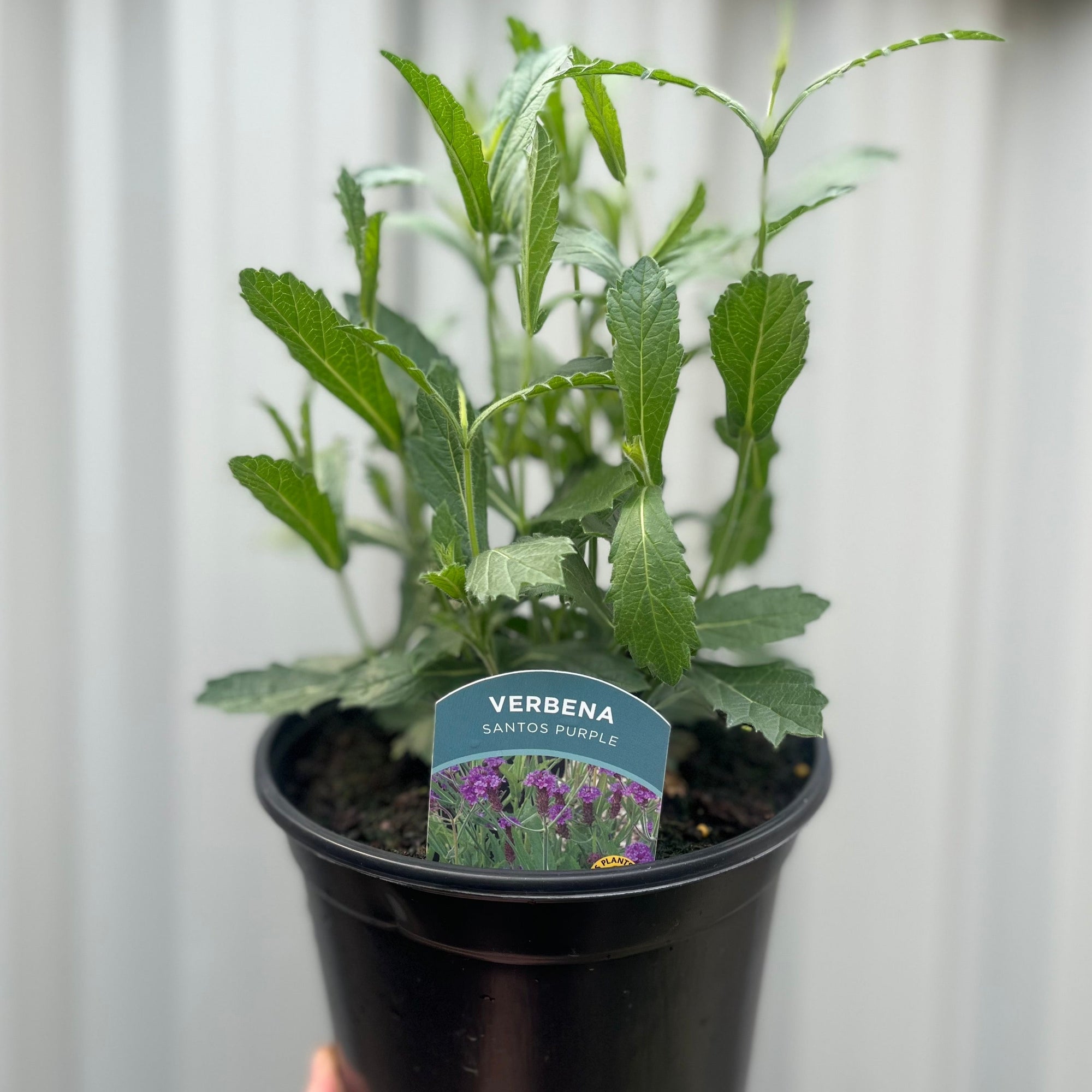 Verbena Santos Purple 3L