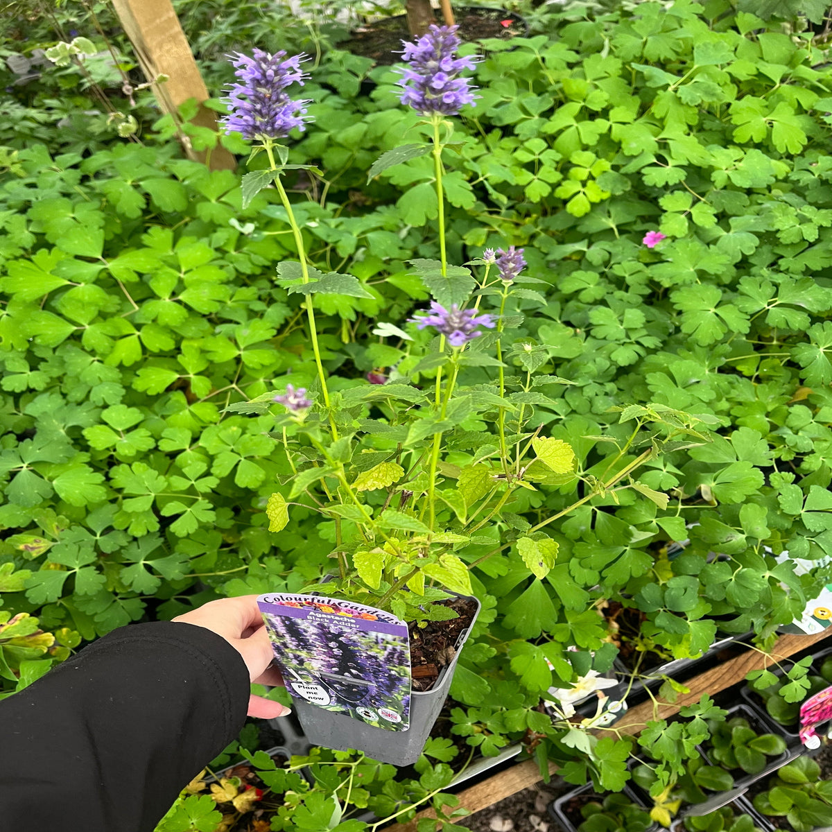 A hand holds an AGASTACHE foeniculum &#39;Black Adder&#39; 9cm pot, a dwarf perennial with tall stems and purple flowers, surrounded by lush garden foliage. An informative plant tag is attached—perfect for pollinator gardens.