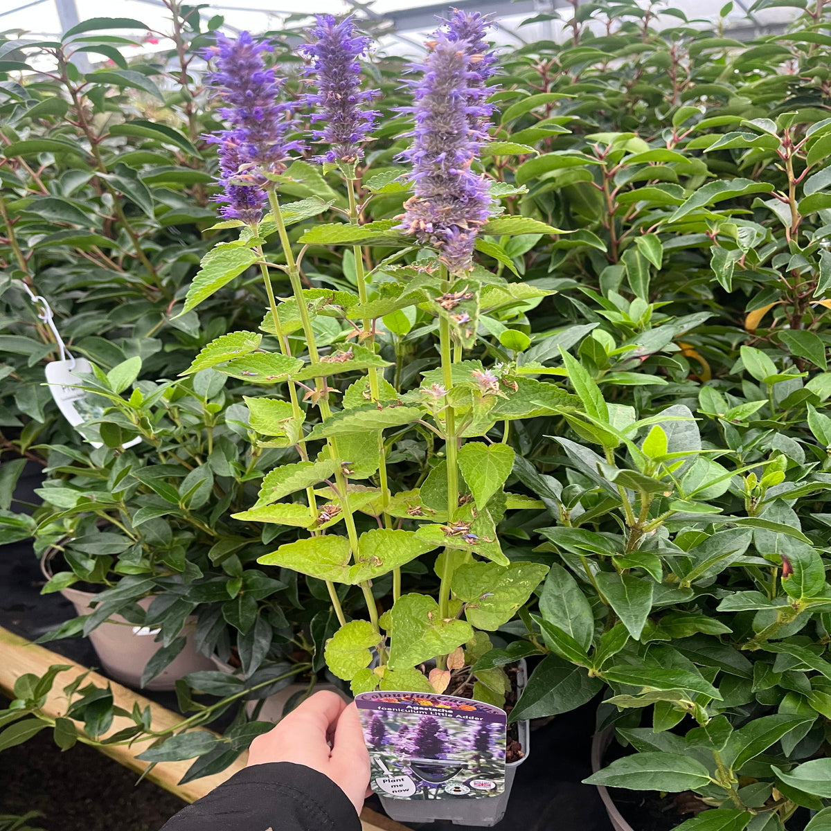 AGASTACHE foeniculum &#39;Little Adder&#39; 9cm