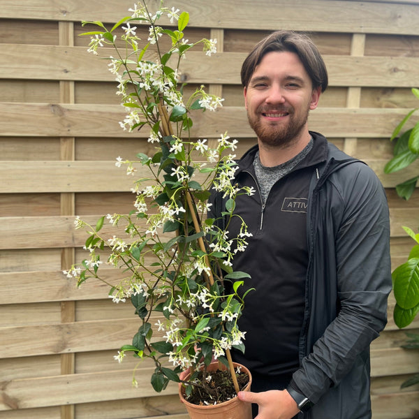 jasmine Trachelospermum jasminoides | Chinese Jasmine - Arch - 270cm, 55lt