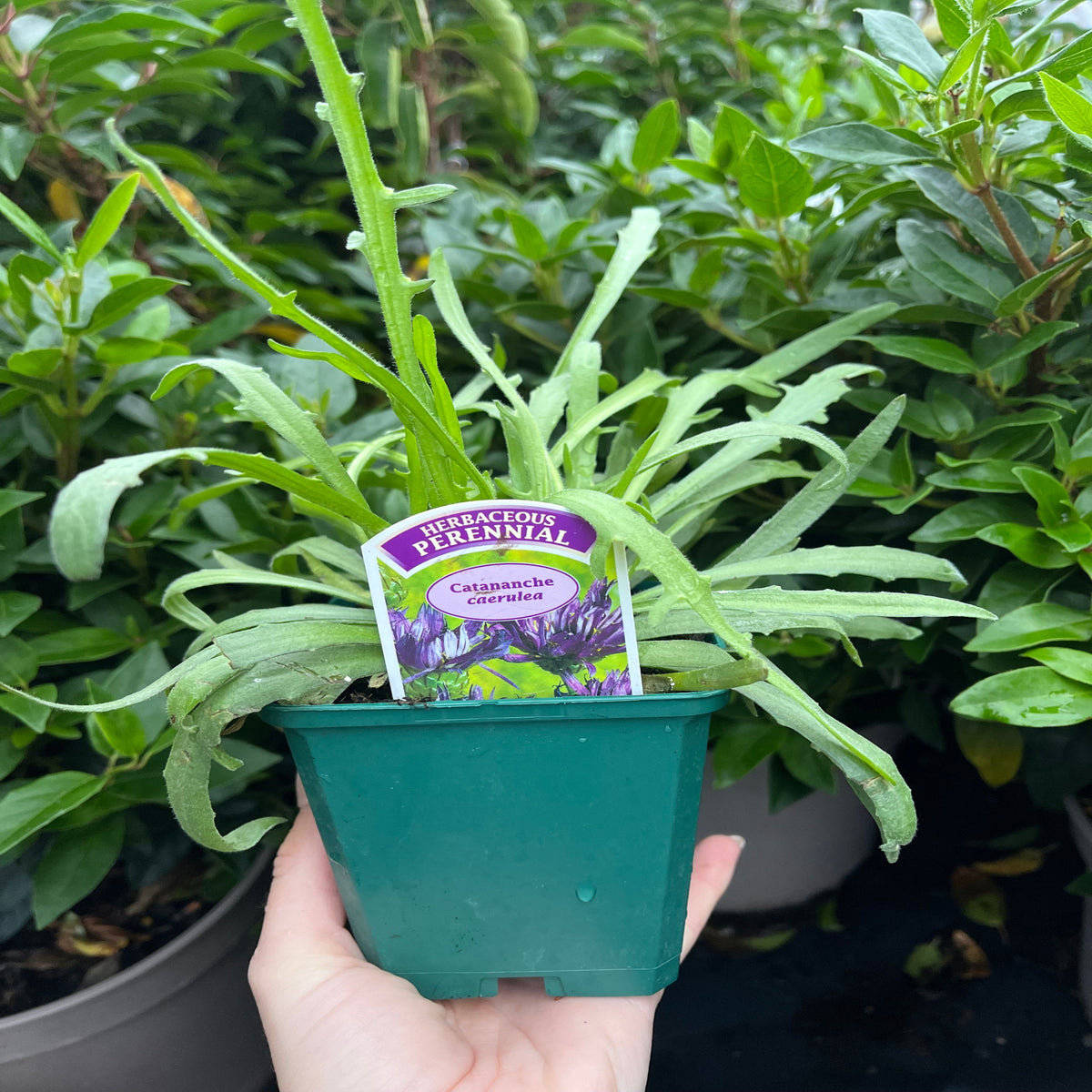 A hand holds a Catananche caerulea 9cm/2L pot, also called Blue Cupid&#39;s Dart, with leafy growth in front of lush green foliage.