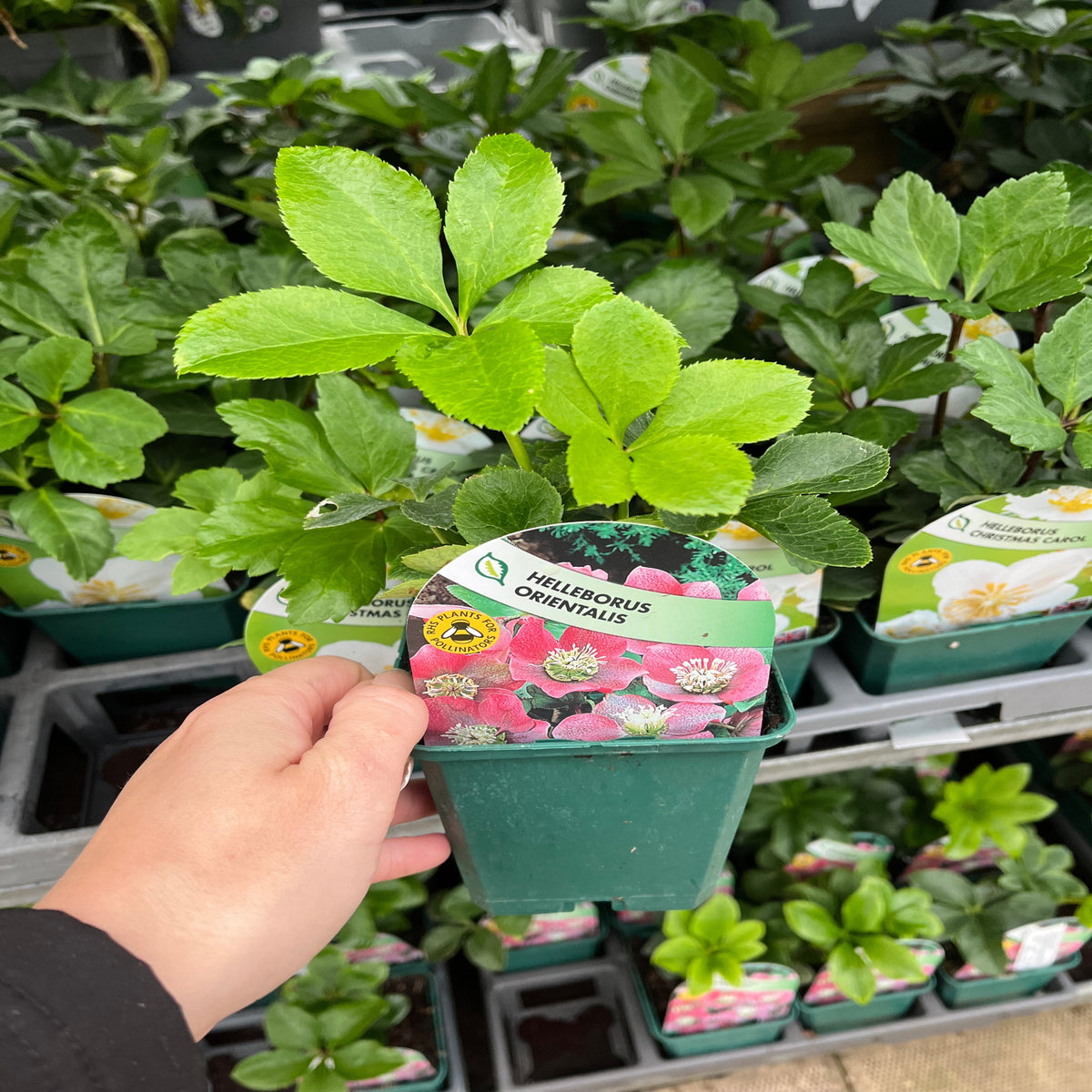 Hellebore/Helleborus orientalis - Pink (9cm)