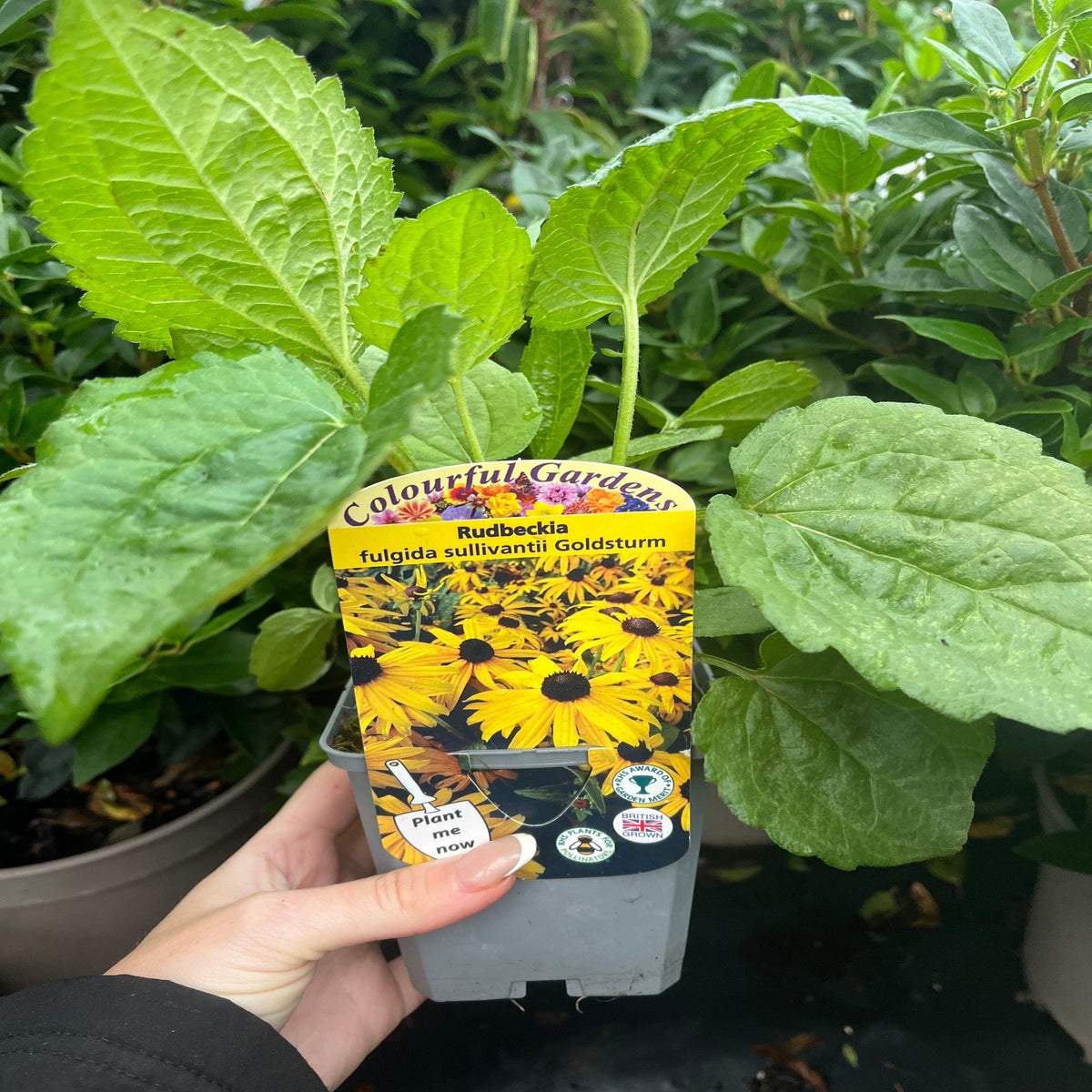 A hand holds a plant pot labeled “Rudbeckia fulgida Goldstrum 9cm-2L,” a popular perennial for garden borders, with green leaves and a photo of yellow, daisy-like flowers with dark centers.