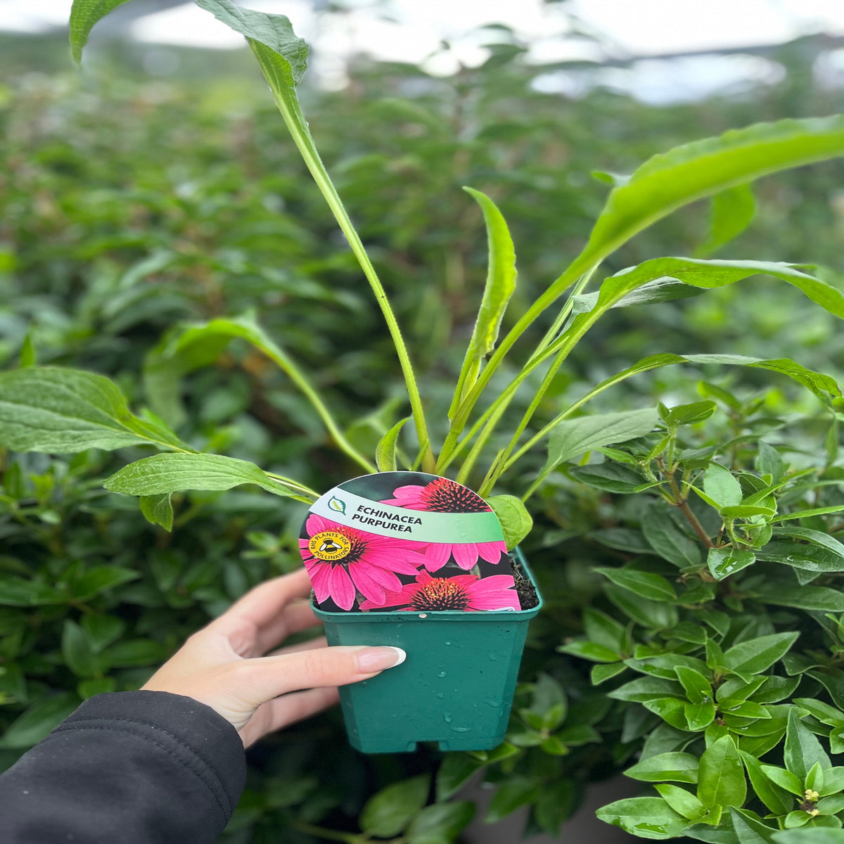 Echinacea purpurea 9cm / 2L