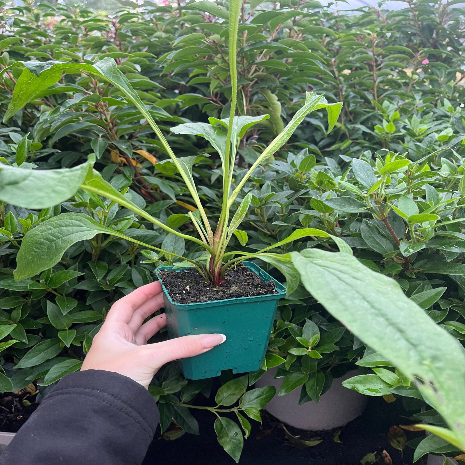 Three pale green Echinacea purpurea 'Prairie Blaze Green' 9cm flowers with dark green centers rise among green foliage, contrasted by a dark, blurred soil background—this unique perennial brings subtle garden color.