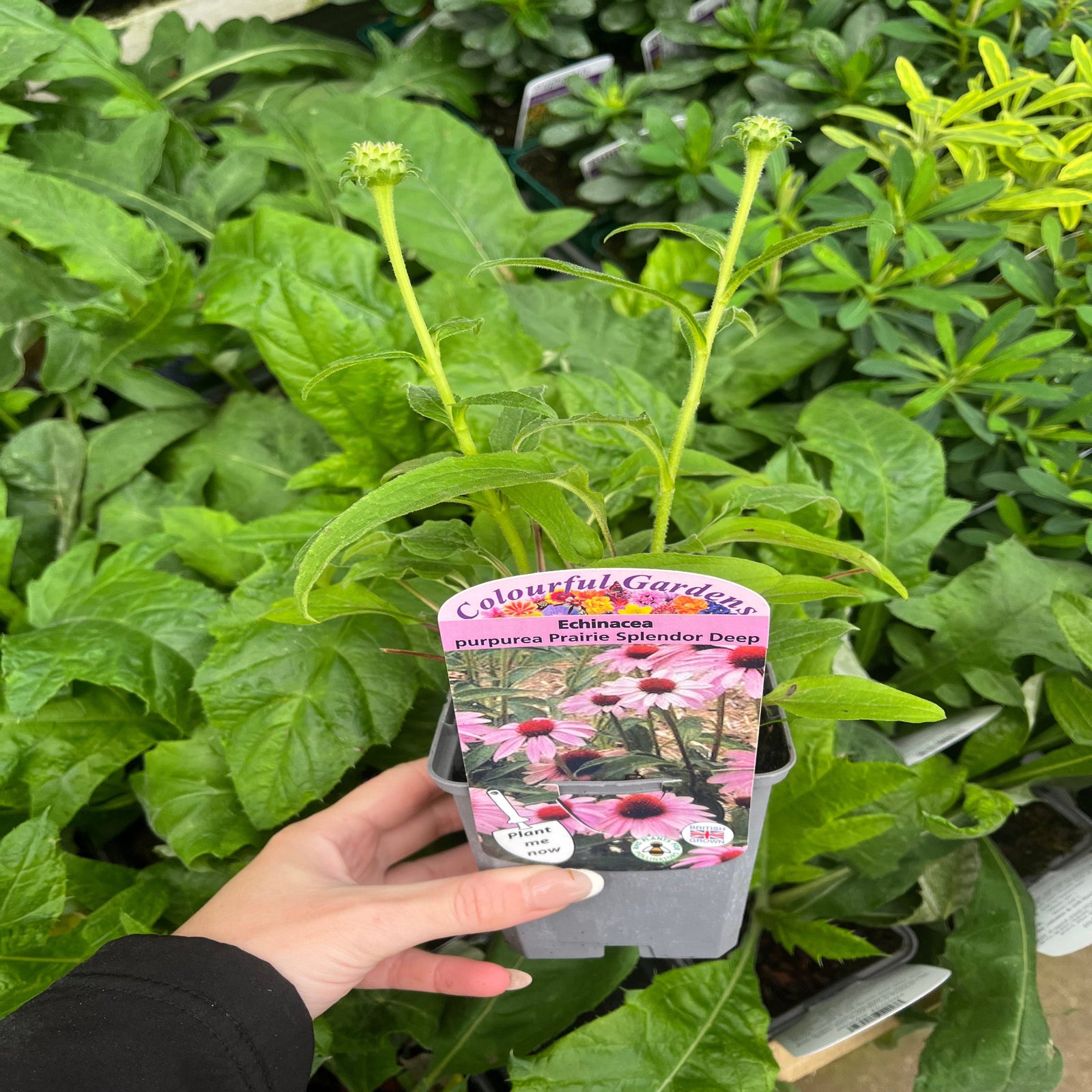 Echinacea purpurea 'Prairie Splendor' Rose 9cm