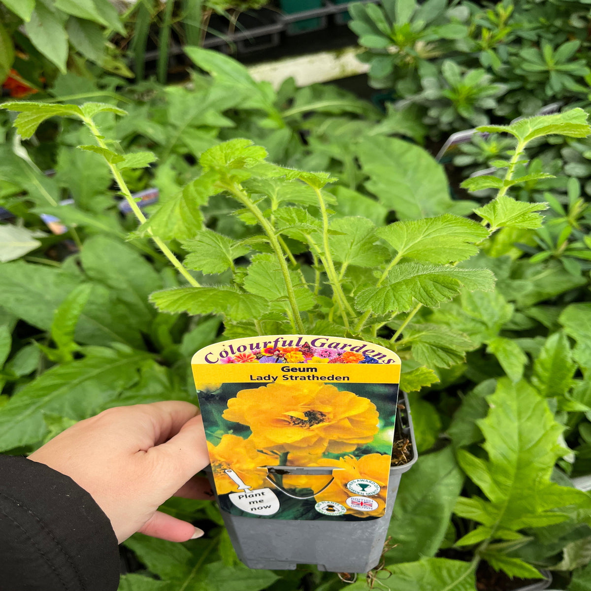 A hand holds a potted Geum &#39;Lady Stratheden&#39; (Various Sizes Available), a bright yellow perennial ideal for cottage gardens, with a Colourful Gardens label; green leaves and other plants appear in the background.
