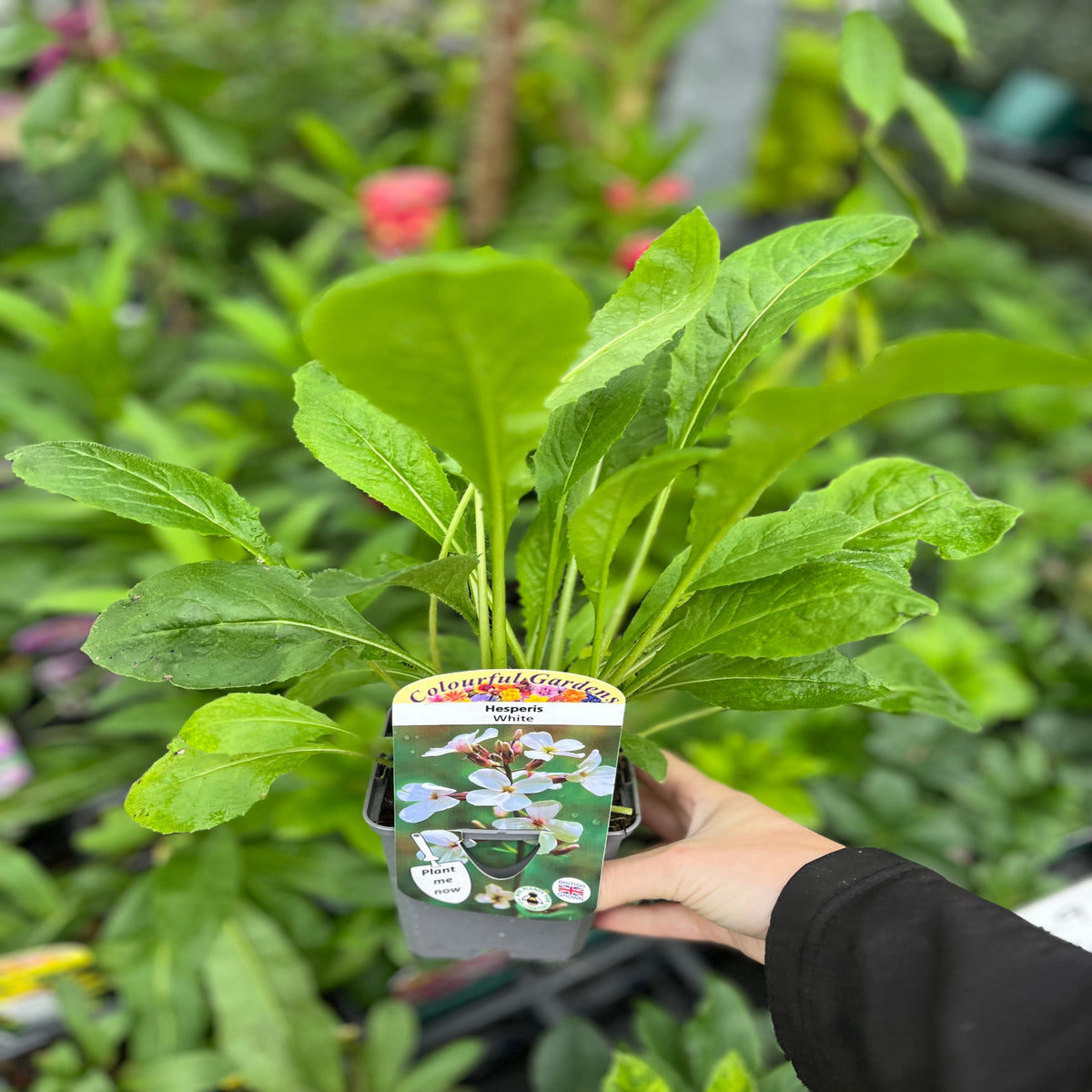 Hesperis matronalis var.albiflora 9cm/2L