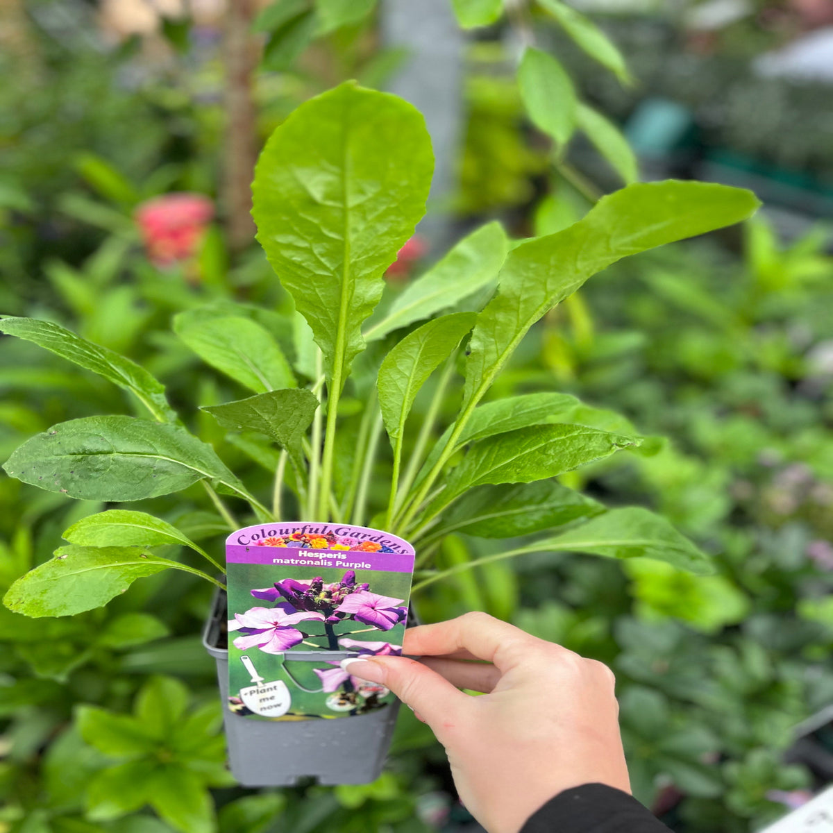 A hand holds a Hesperis matronalis purple (9cm / 2L) with long green leaves and a label showing purple blooms, surrounded by garden center foliage—ideal for pollinator-friendly gardens.
