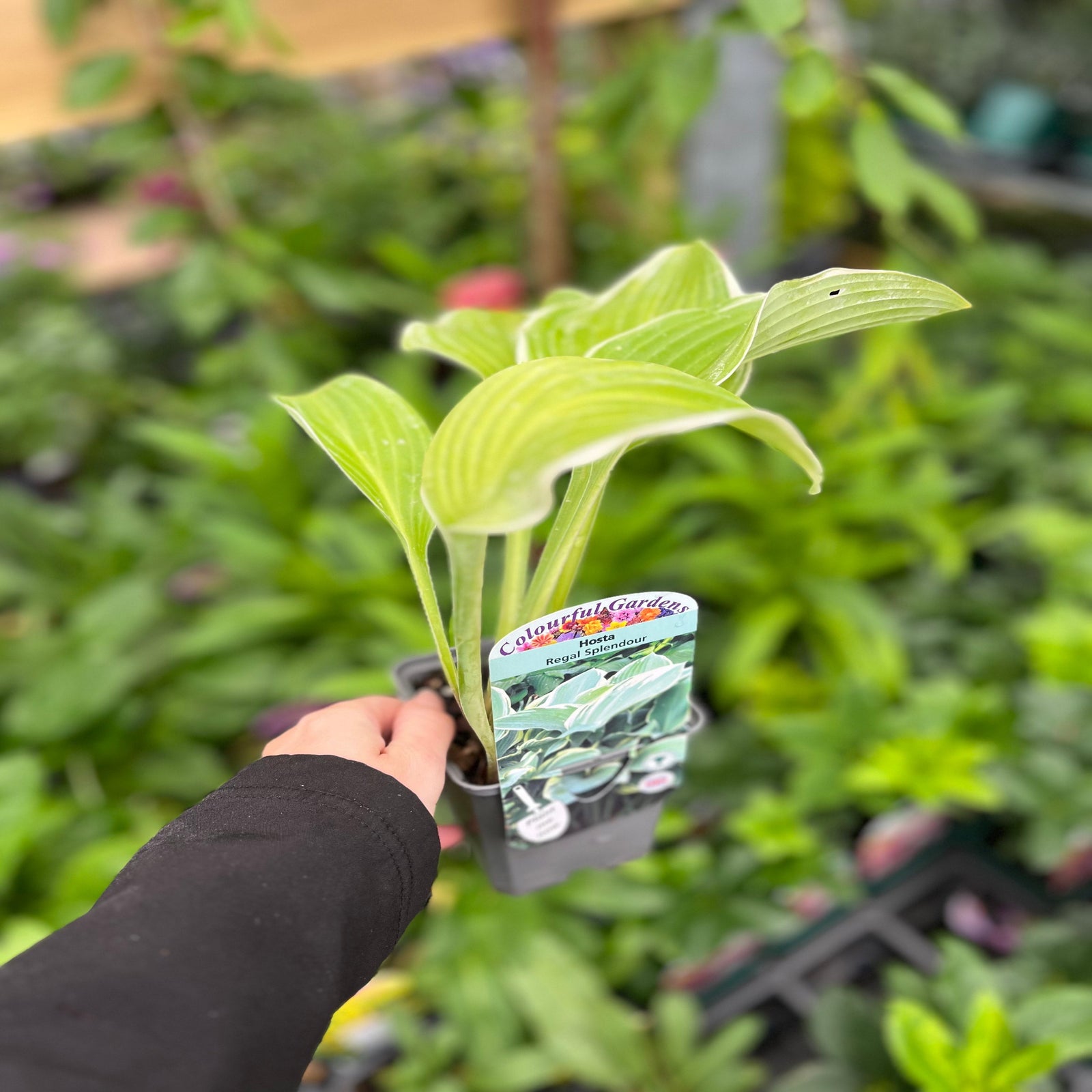 Hosta 'Regal Splendor' 9cm