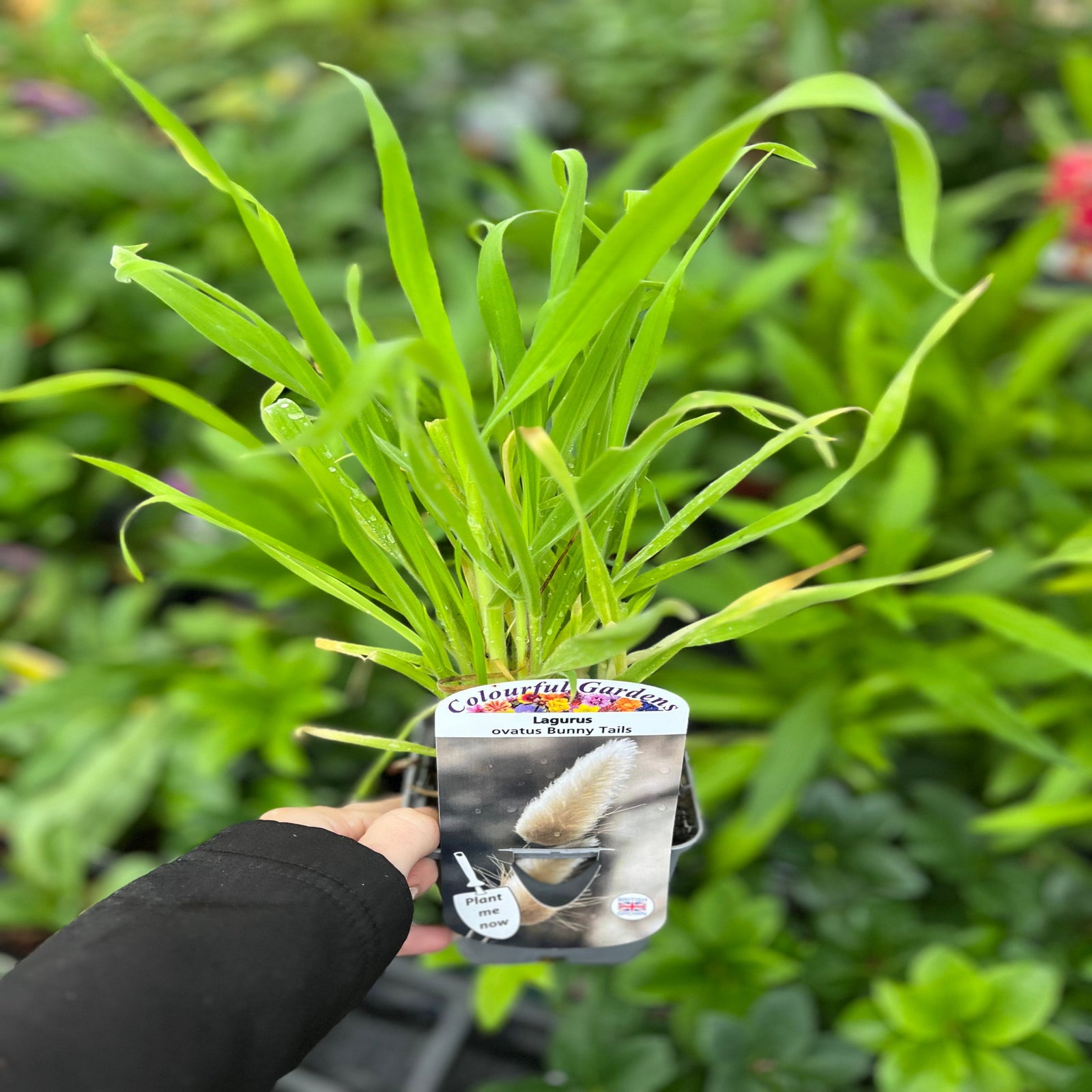A close-up of Lagurus Bunny Tails 9cm ornamental grass with soft, fluffy plumes, accented by small purple and white wildflowers in a lush green meadow, evokes a vibrant spring or summer scene.