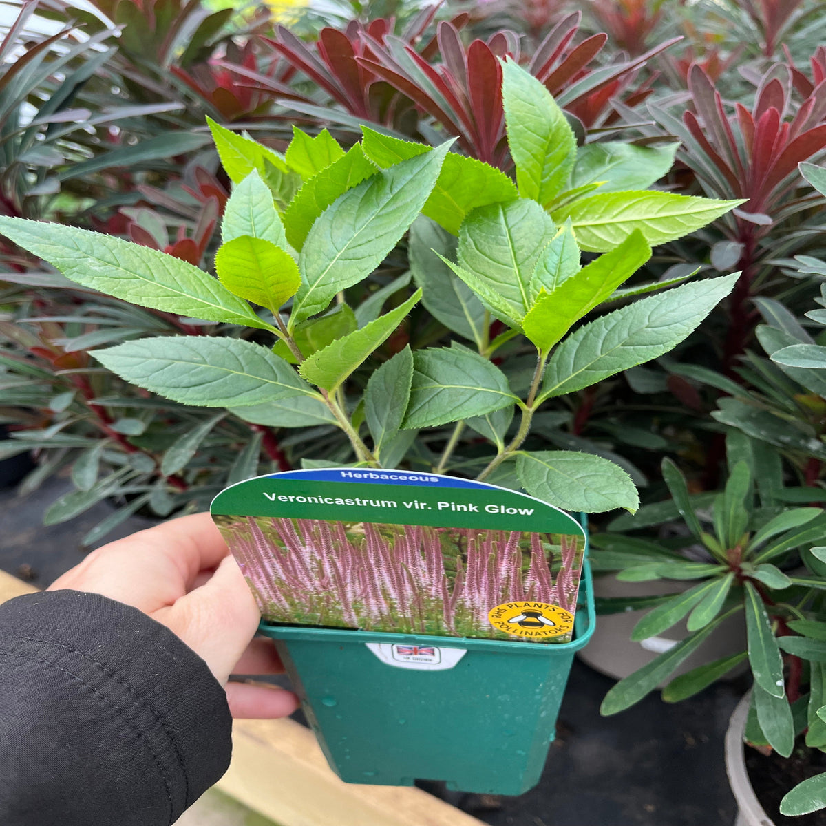 Veronica - Pink Glow 9cm