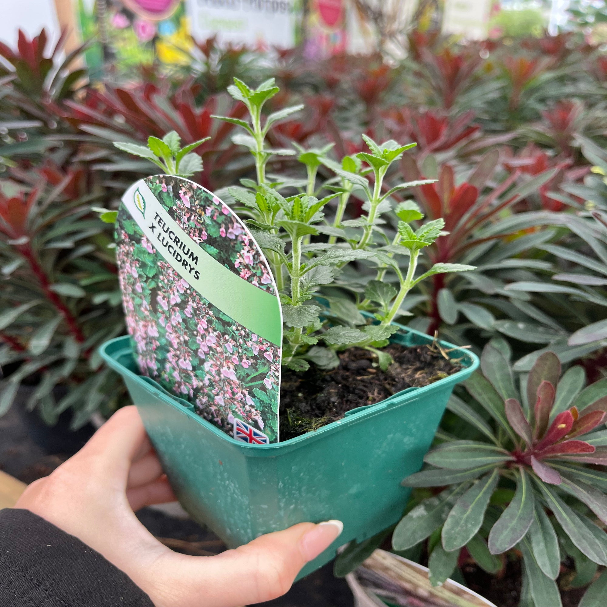 A field of densely packed pink and purple wildflowers with green, serrated leaves, including the drought-tolerant Teucrium x Lucidrys 9cm, creates a vibrant and colorful floral display.