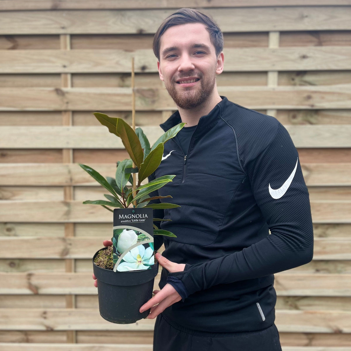 Evergreen Magnolia | Magnolia grandiflora &#39;Little Gem&#39; | 50-60cm, 90-100cm