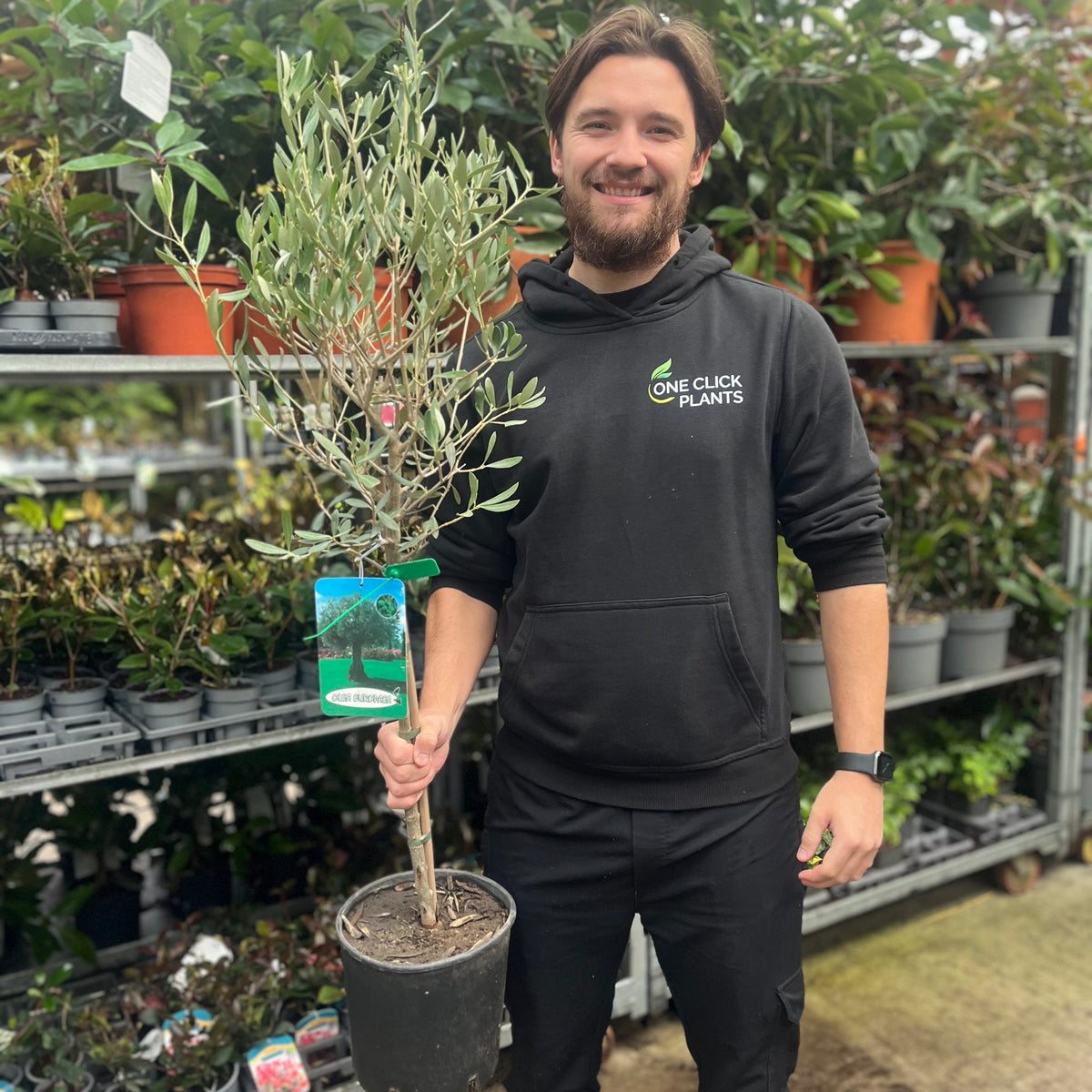 Second Selection Olive Tree | Olea europea (Reduced to clear)
