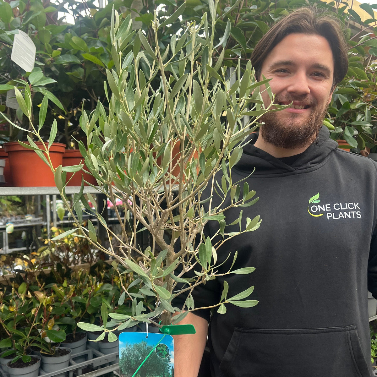 Second Selection Olive Tree | Olea europea (Reduced to clear)