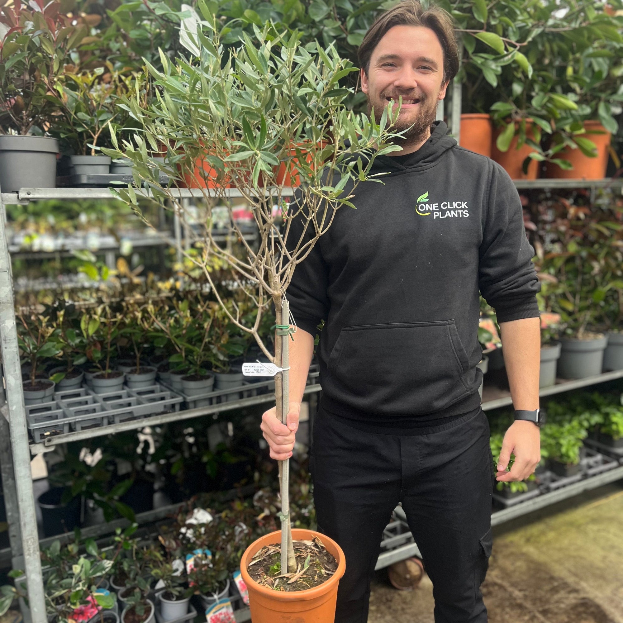 Second Selection Olive Tree | Olea europea (Reduced to clear)