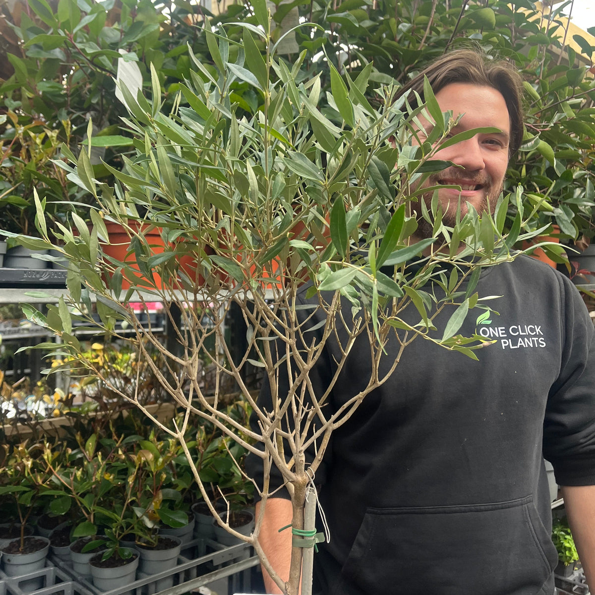 Second Selection Olive Tree | Olea europea (Reduced to clear)