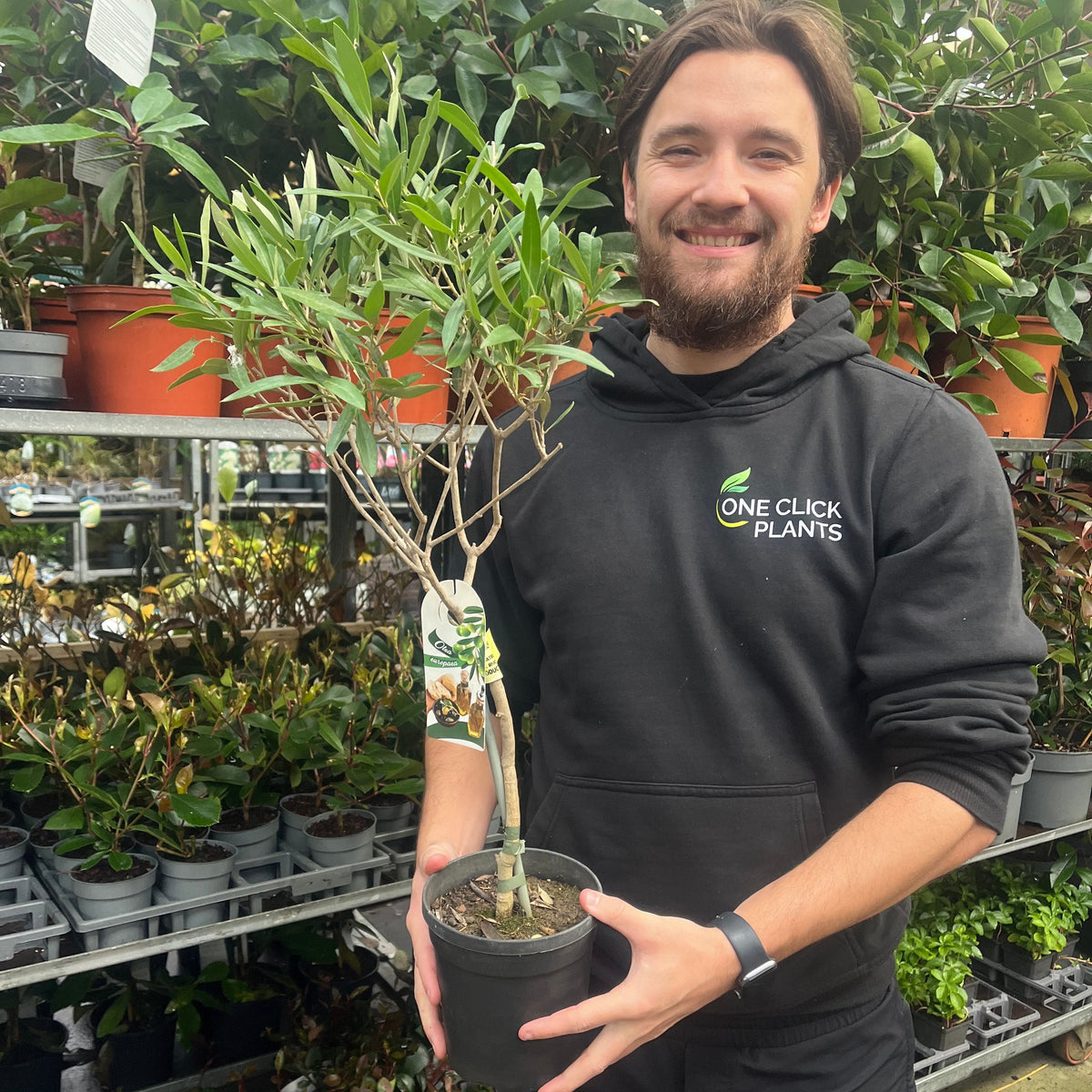 Second Selection Olive Tree | Olea europea (Reduced to clear)