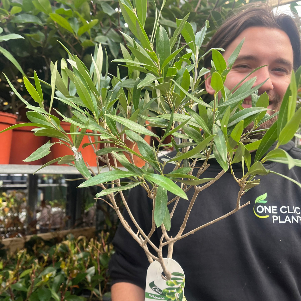 Second Selection Olive Tree | Olea europea (Reduced to clear)