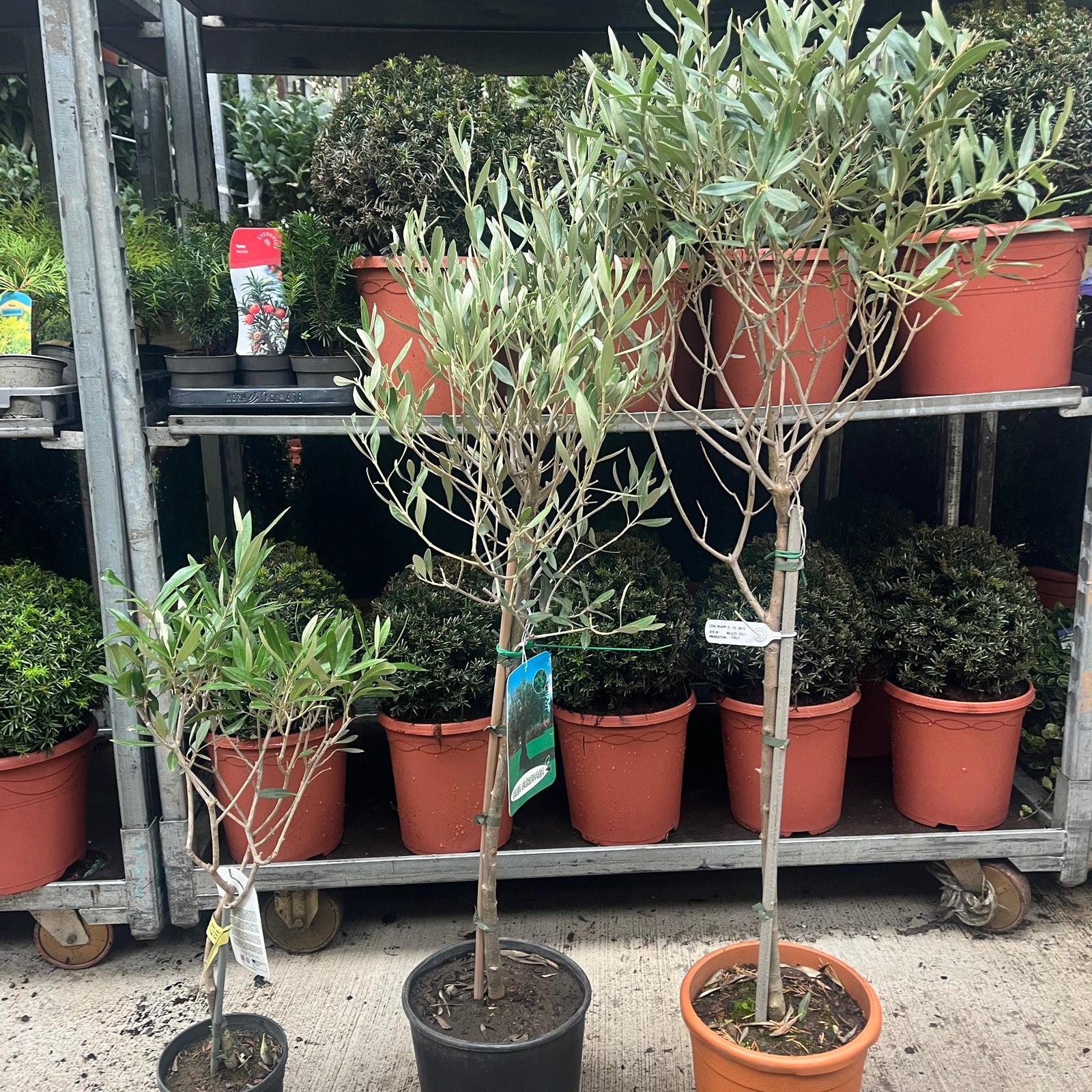 Second Selection Olive Tree | Olea europea (Reduced to clear)
