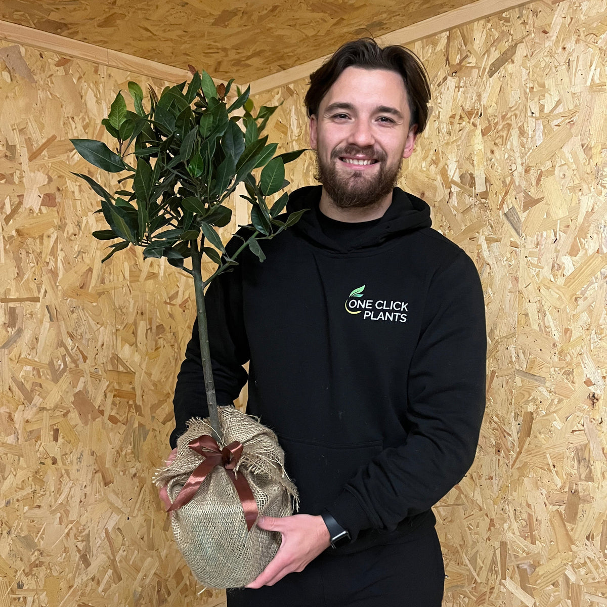 Standard Bay Tree | Laurus nobilis (70-80cm)