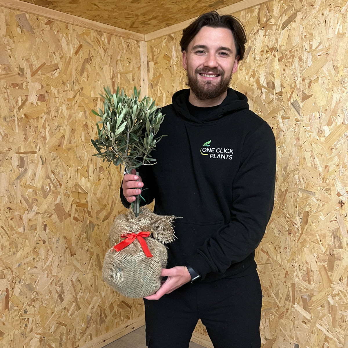 Olive Tree | Hardy Evergreen Potted Tree | 50-60cm